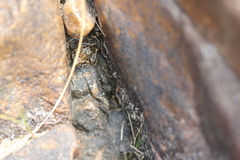 Litoria meiriana