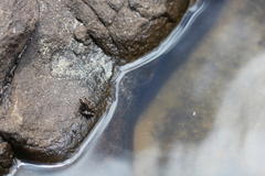 Litoria meiriana