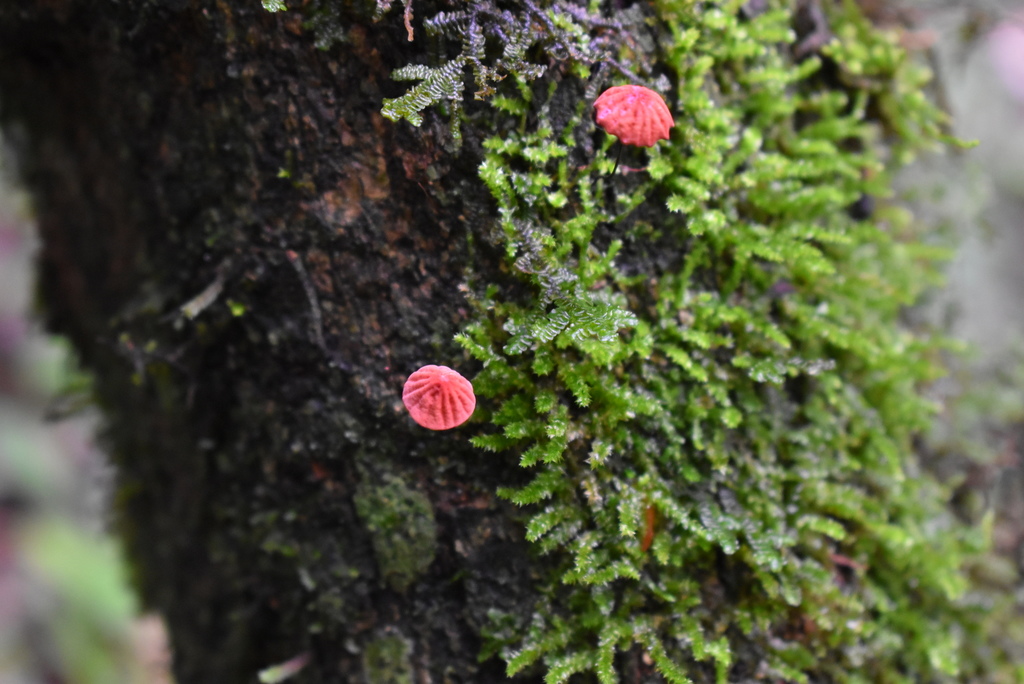 Marasmius haematocephalus · January 2021 · photo: © vero1304 (iNaturalist, cc-by-nc)