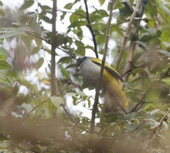 Brachypodius melanocephalos