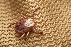 Dermacentor marginatus