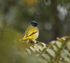 Brachypodius melanocephalos