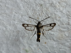 Pyropteron pipiziformis