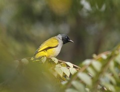 Brachypodius melanocephalos