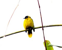 Brachypodius melanocephalos