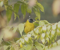 Brachypodius melanocephalos