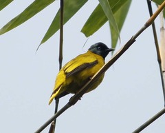 Brachypodius melanocephalos