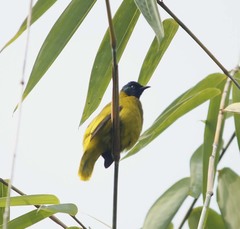 Brachypodius melanocephalos