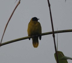 Brachypodius melanocephalos