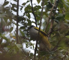 Brachypodius melanocephalos