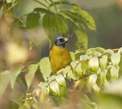 Brachypodius melanocephalos