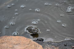 Hoplobatrachus occipitalis