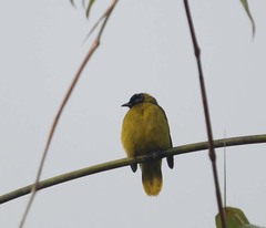 Brachypodius melanocephalos