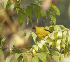 Brachypodius melanocephalos