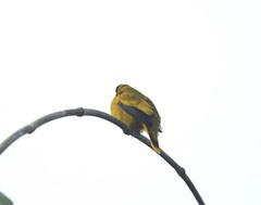 Brachypodius melanocephalos