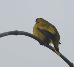 Brachypodius melanocephalos