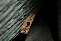 Endothenia quadrimaculana