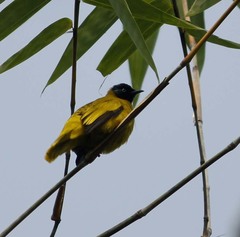 Brachypodius melanocephalos