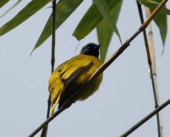 Brachypodius melanocephalos