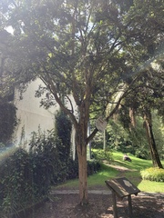 Luma apiculata