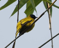 Brachypodius melanocephalos