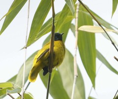 Brachypodius melanocephalos