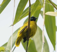 Brachypodius melanocephalos