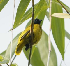 Brachypodius melanocephalos