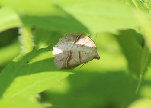 Northern Petrophora Moth photo 3
