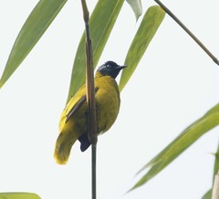 Brachypodius melanocephalos