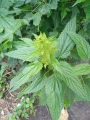 Urtica dioica