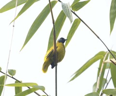 Brachypodius melanocephalos