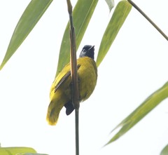 Brachypodius melanocephalos