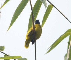 Brachypodius melanocephalos