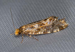 Triaxomera parasitella