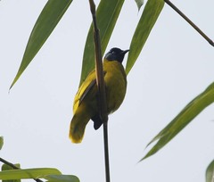 Brachypodius melanocephalos