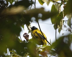 Brachypodius melanocephalos