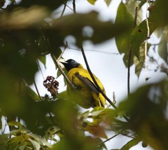 Brachypodius melanocephalos