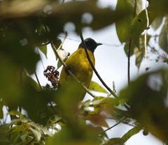 Brachypodius melanocephalos