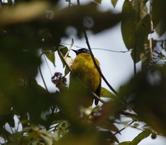 Brachypodius melanocephalos