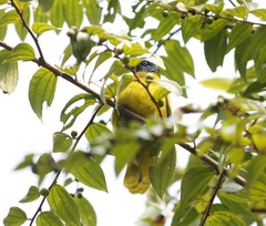 Brachypodius melanocephalos