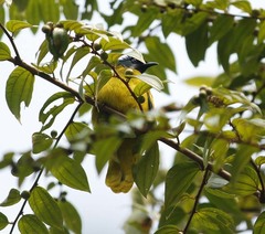 Brachypodius melanocephalos