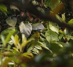 Brachypodius melanocephalos