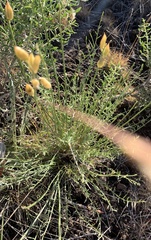Astragalus conjunctus