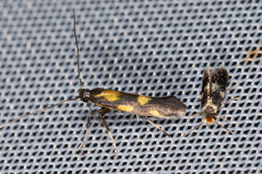 Euspilapteryx auroguttella