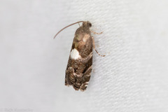 Cydia albimaculana