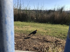 Xanthocephalus xanthocephalus