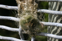 Socca pustulosa