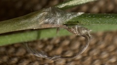 Astragalus conjunctus