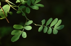 Hippocrepis emerus emerus